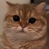 helloeverynyan